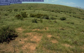 Screenshot from a pheno cam showing Kendall Grassland in summer